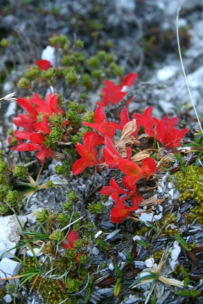 img00011.jpg