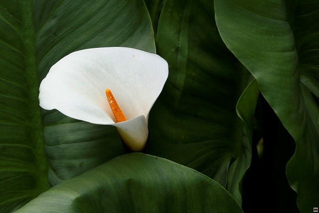 img00014.jpg